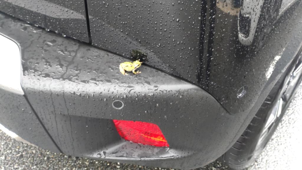 雨蛙