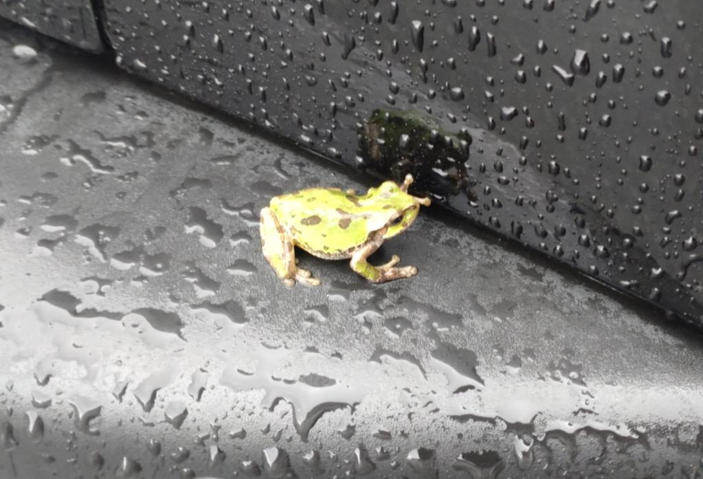 雨蛙