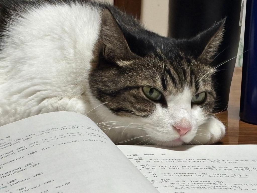 勉強したいのに.....