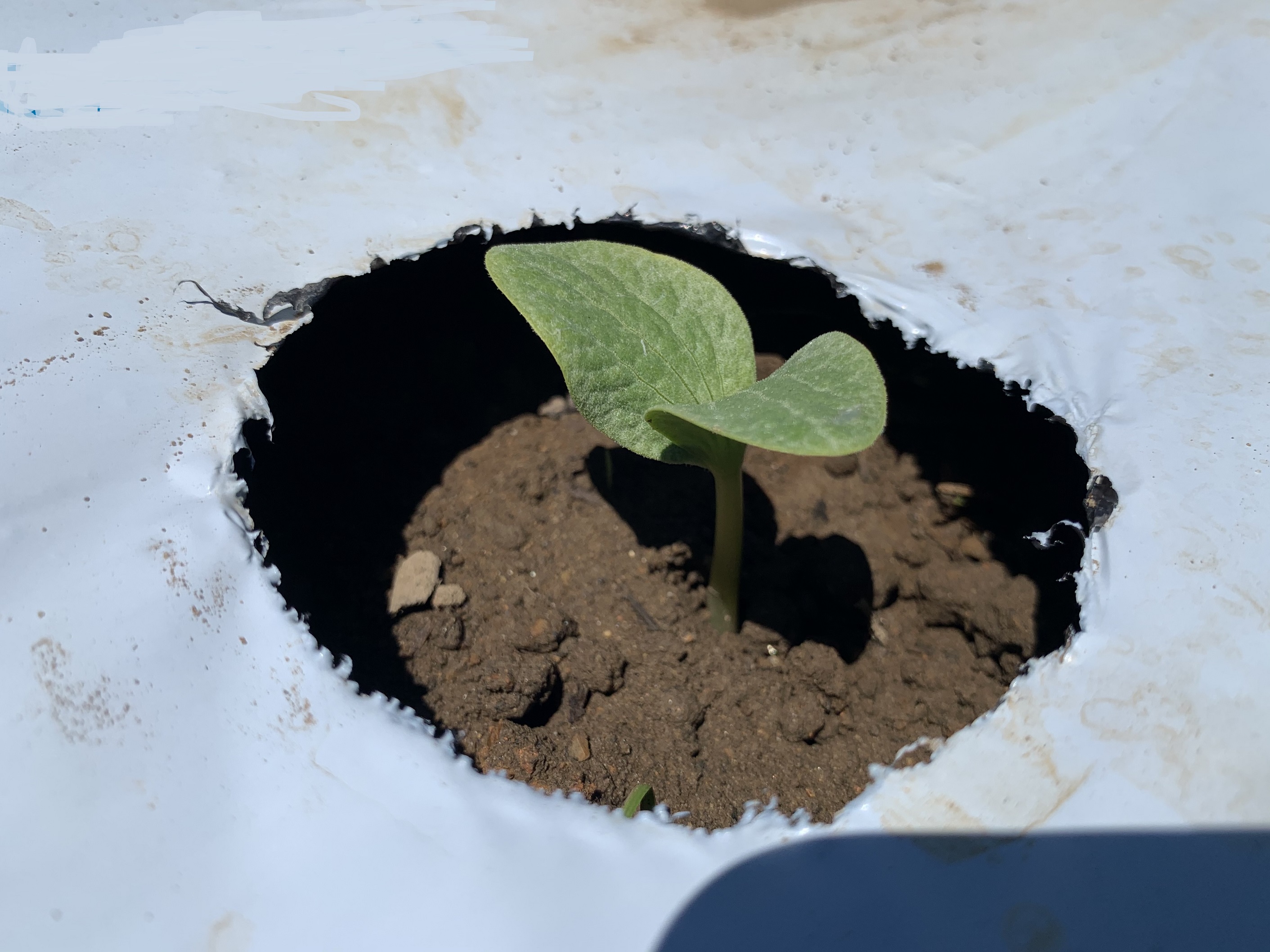 南瓜の種まき！