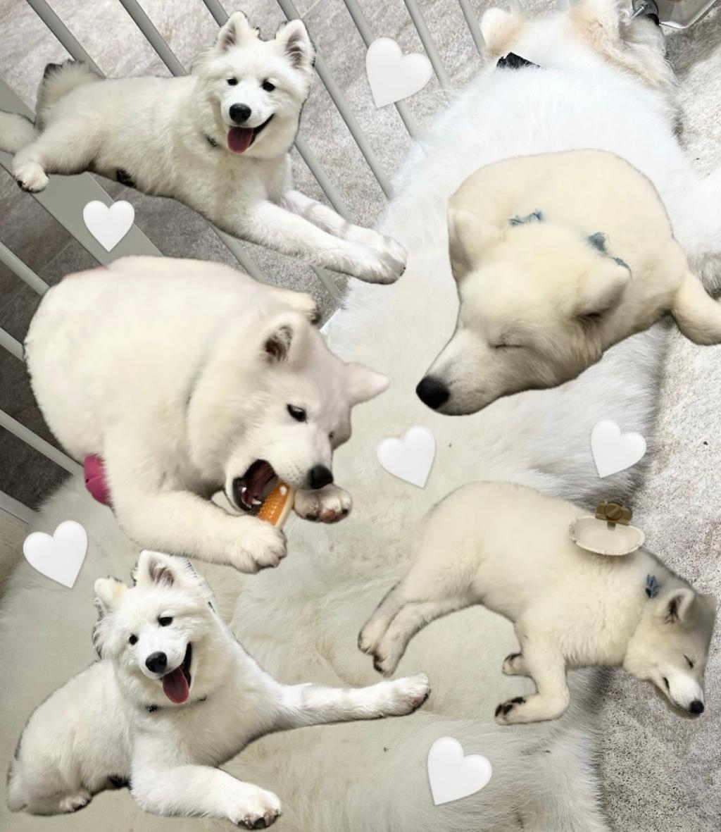 🐶サモエドカフェ🐶