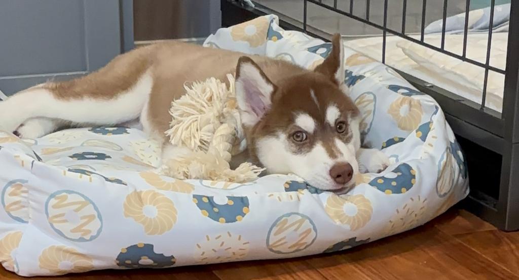 我が家の人気者