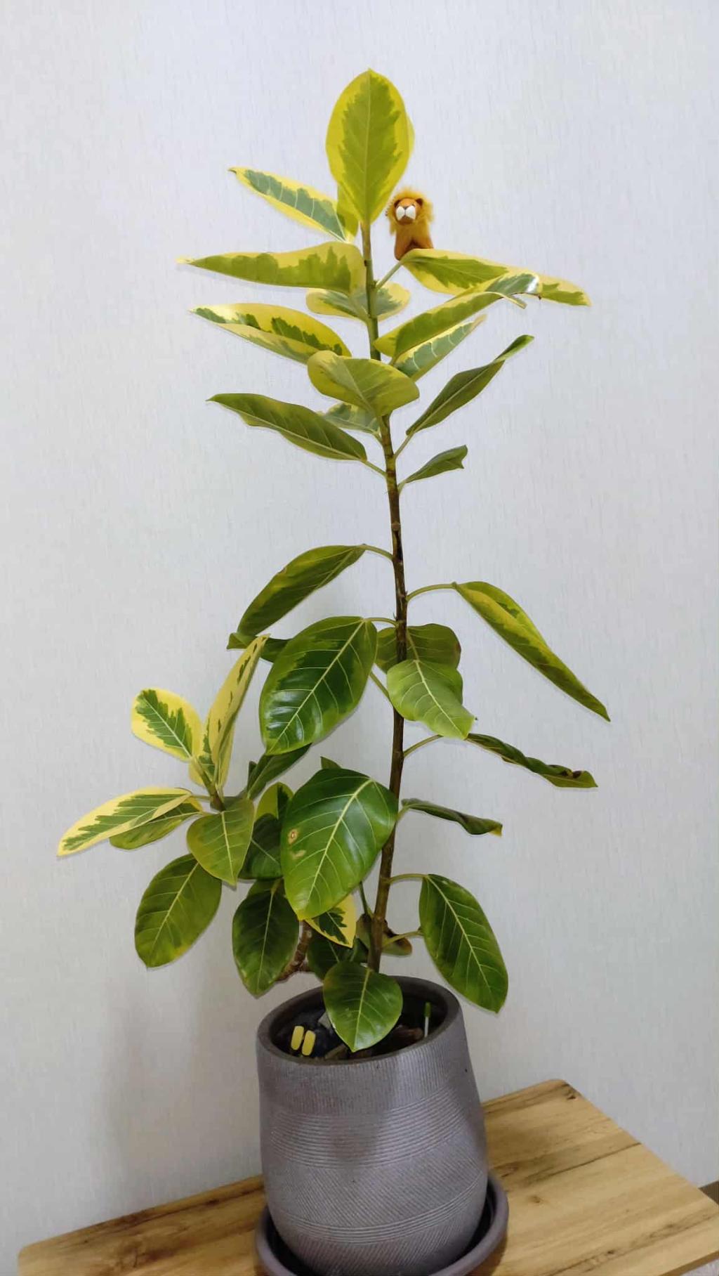 成長しました！！　その2