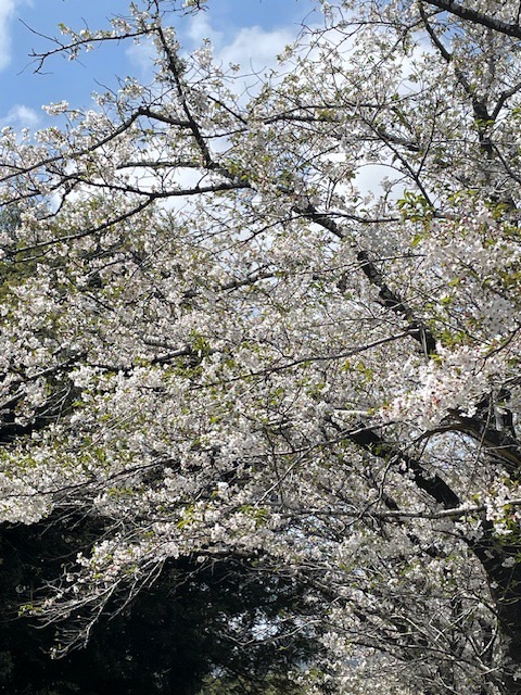 ～桜～