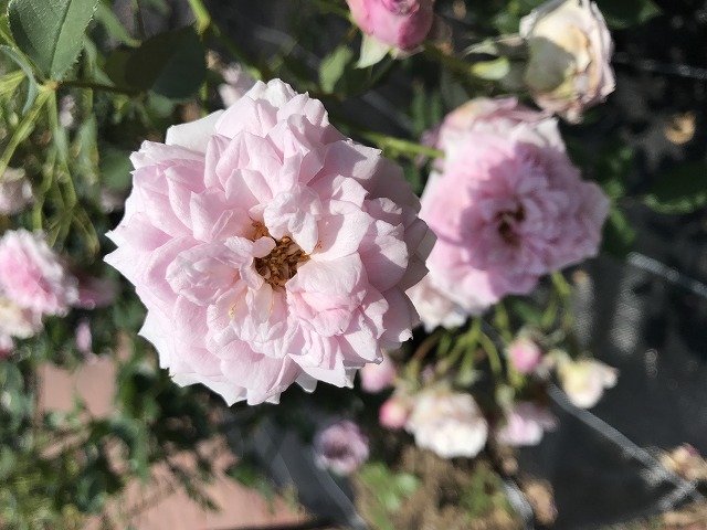 バラの季節になりました！