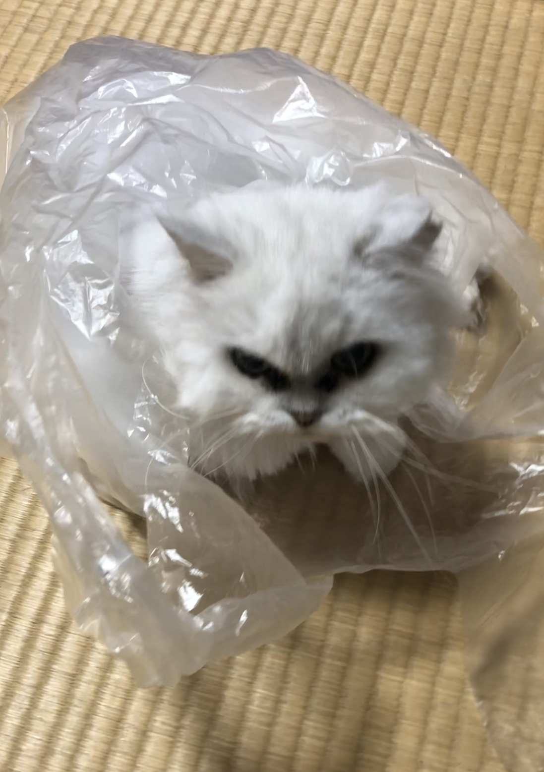 我が家のさくらちゃん