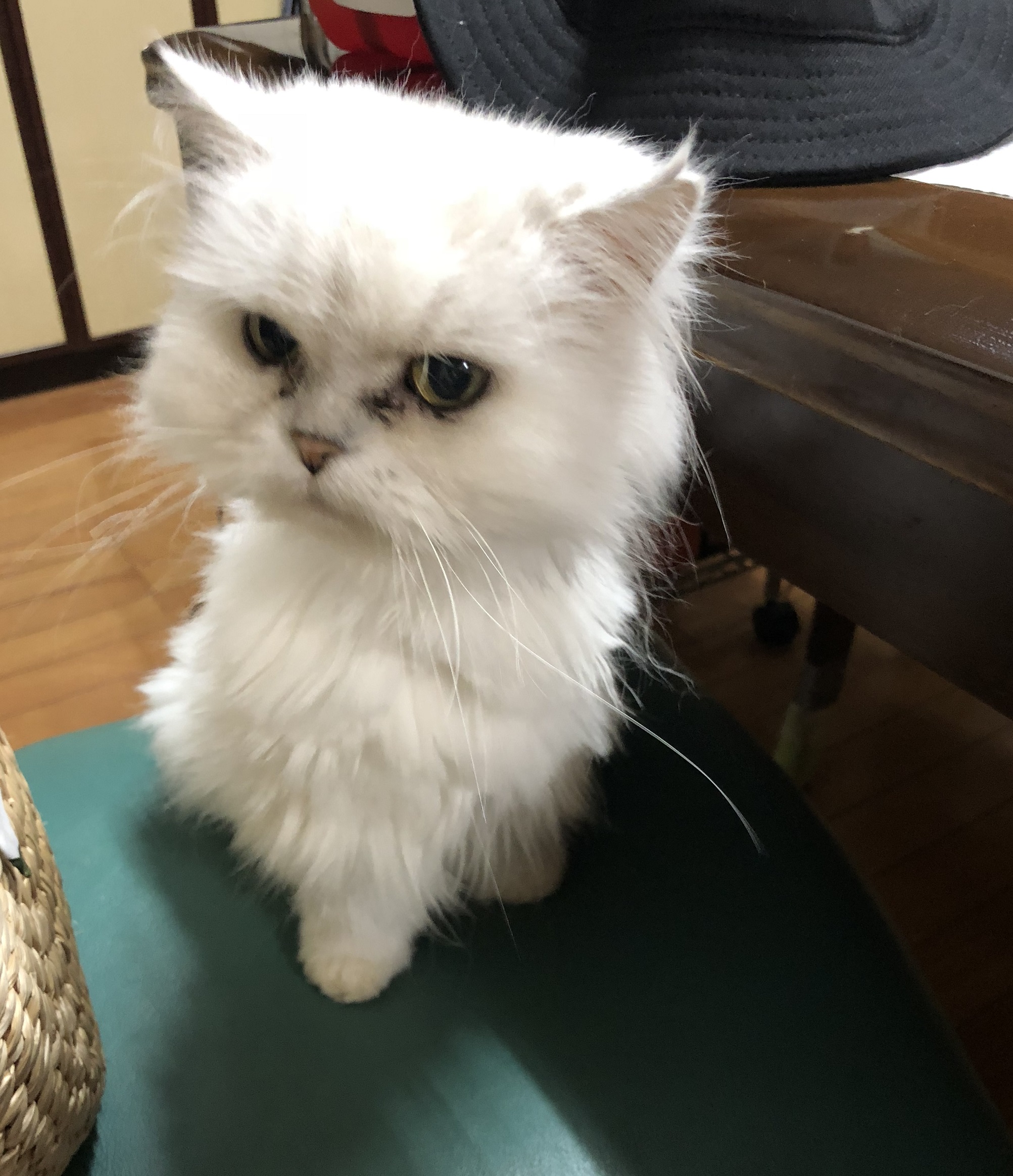 我が家のさくらちゃん