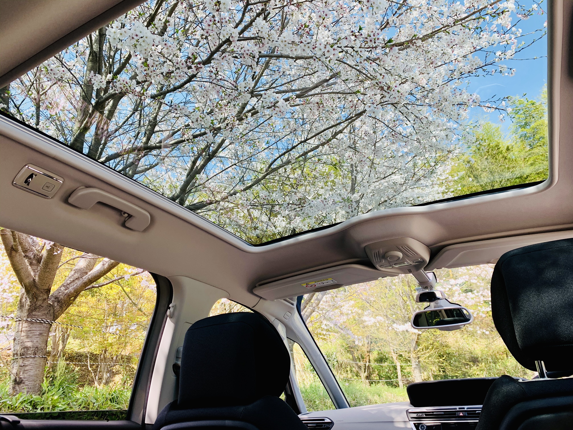 車でお花見！？