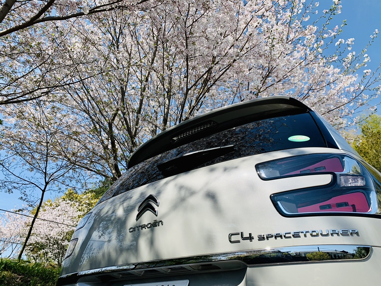 車でお花見！？