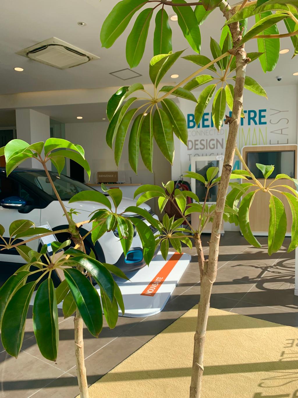 ショールームの植物たち