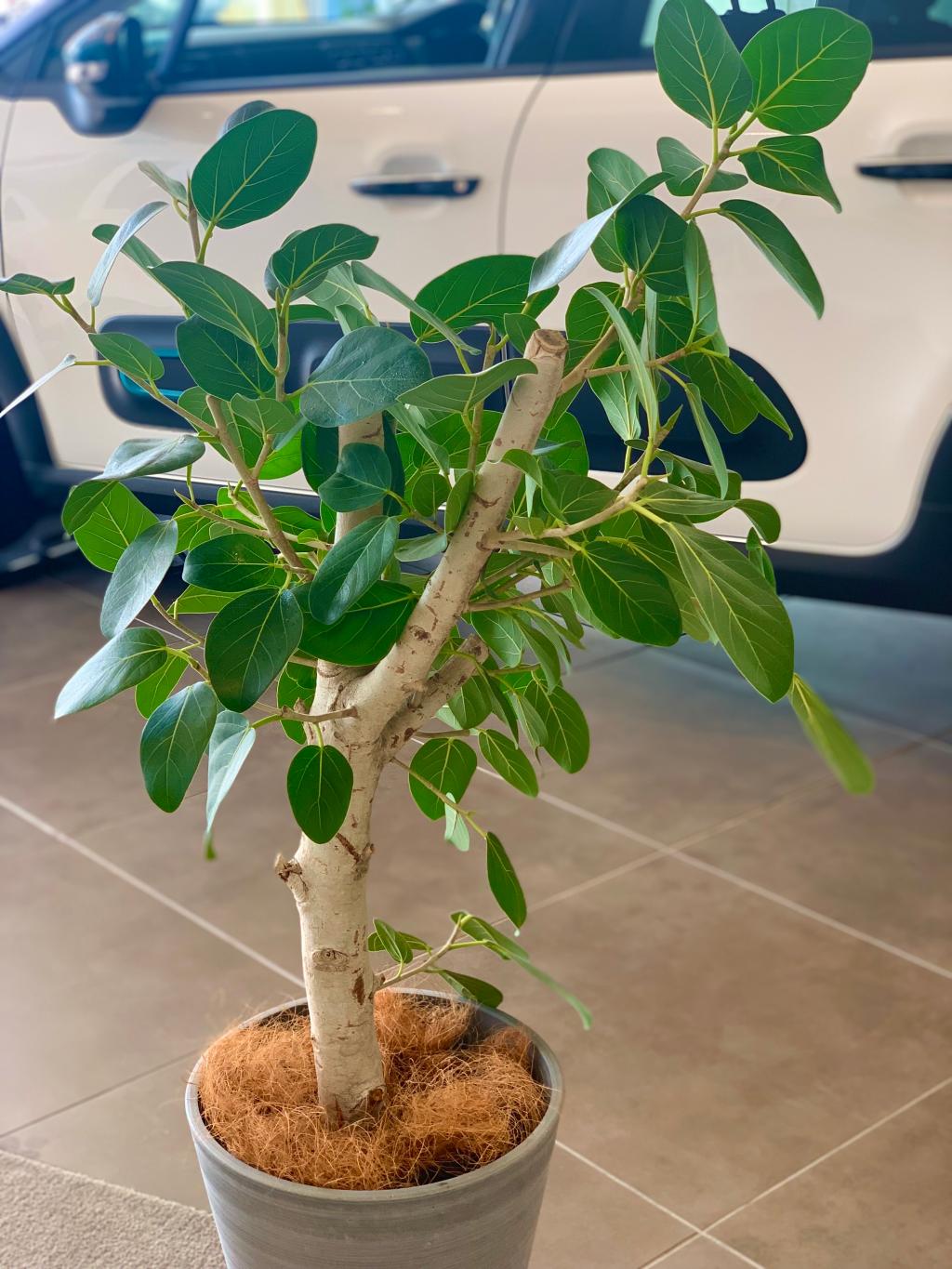 ショールームの植物たち