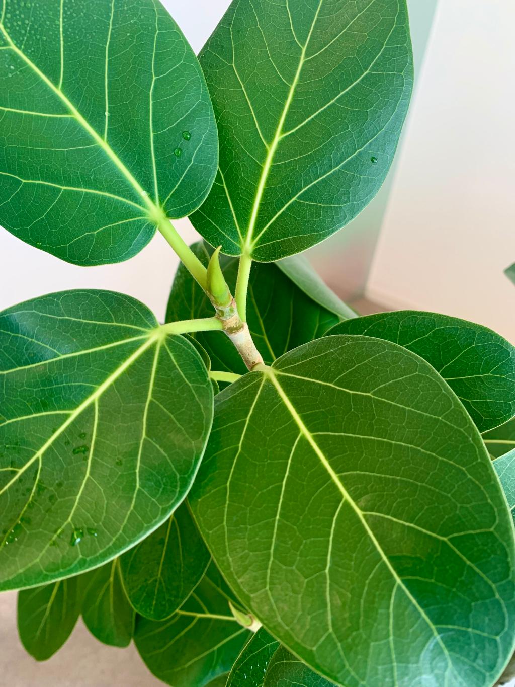 ショールームの植物たち