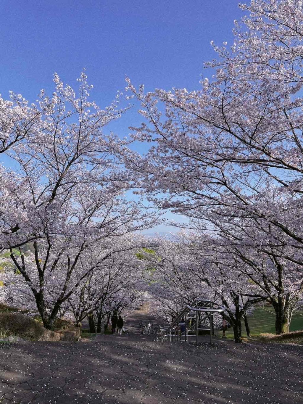 お花見に行ってきました！