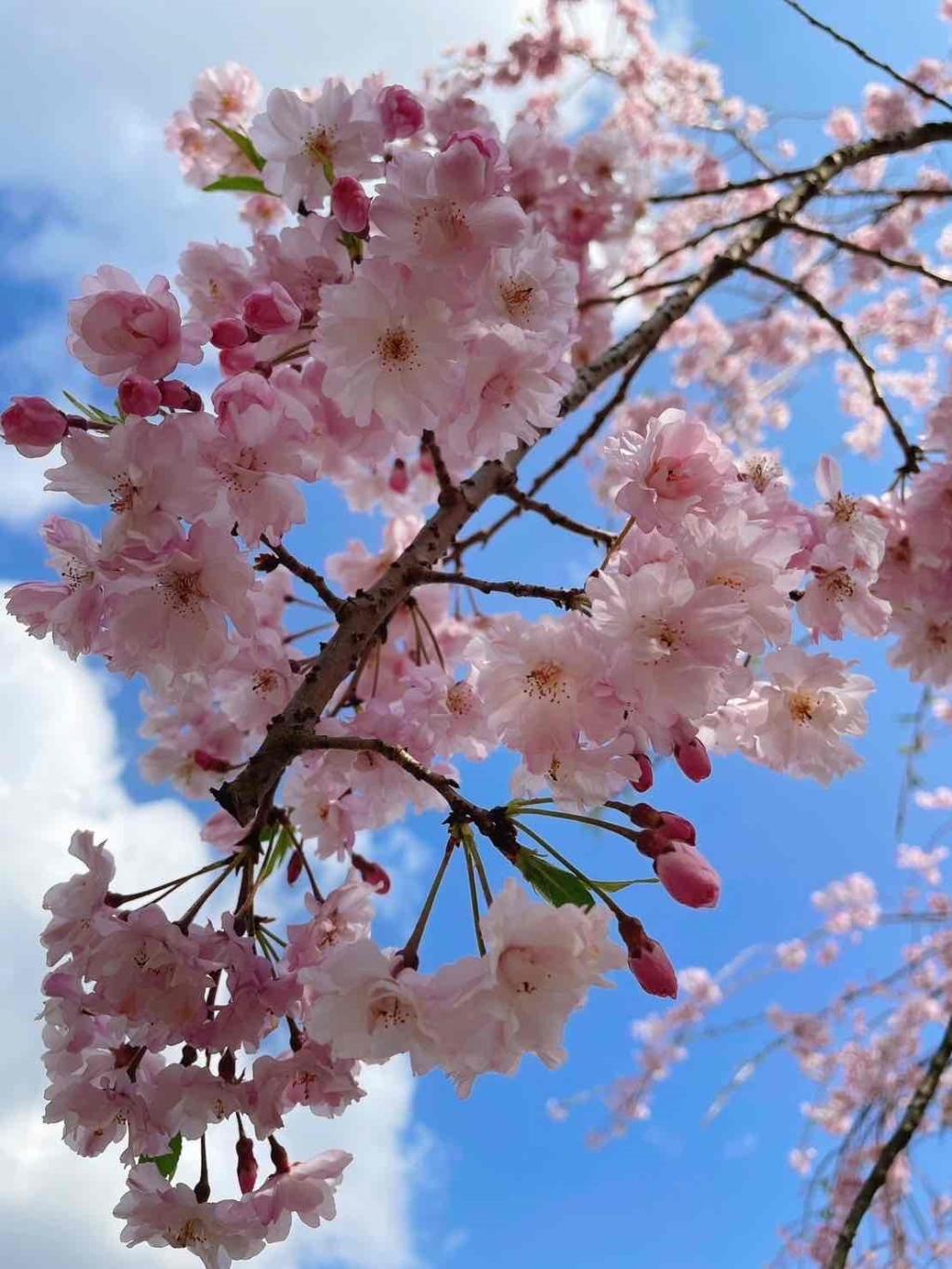 お花見に行ってきました！