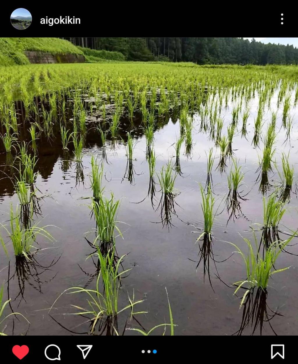 田植え後の・・・