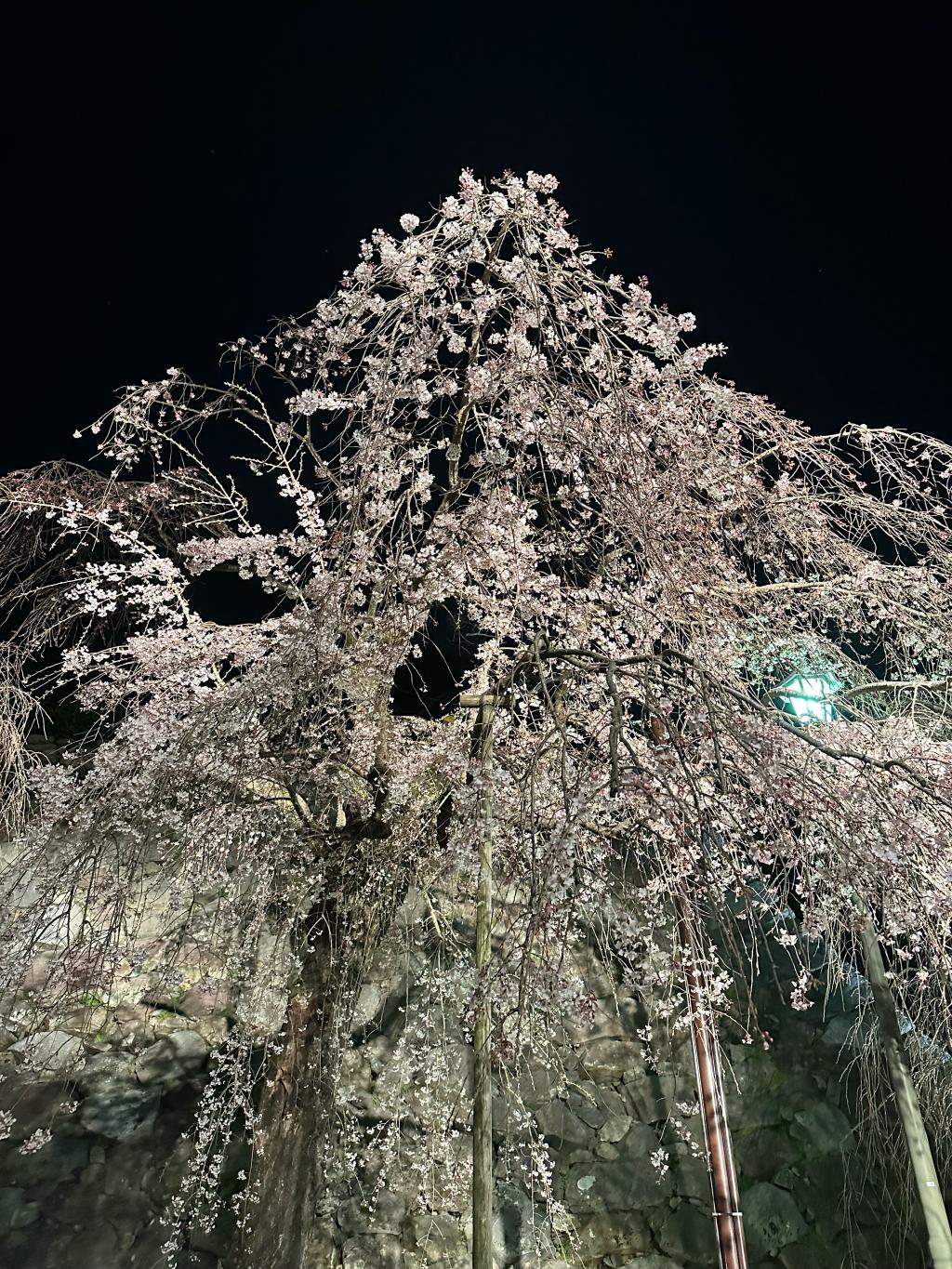 🌸夜桜🌸