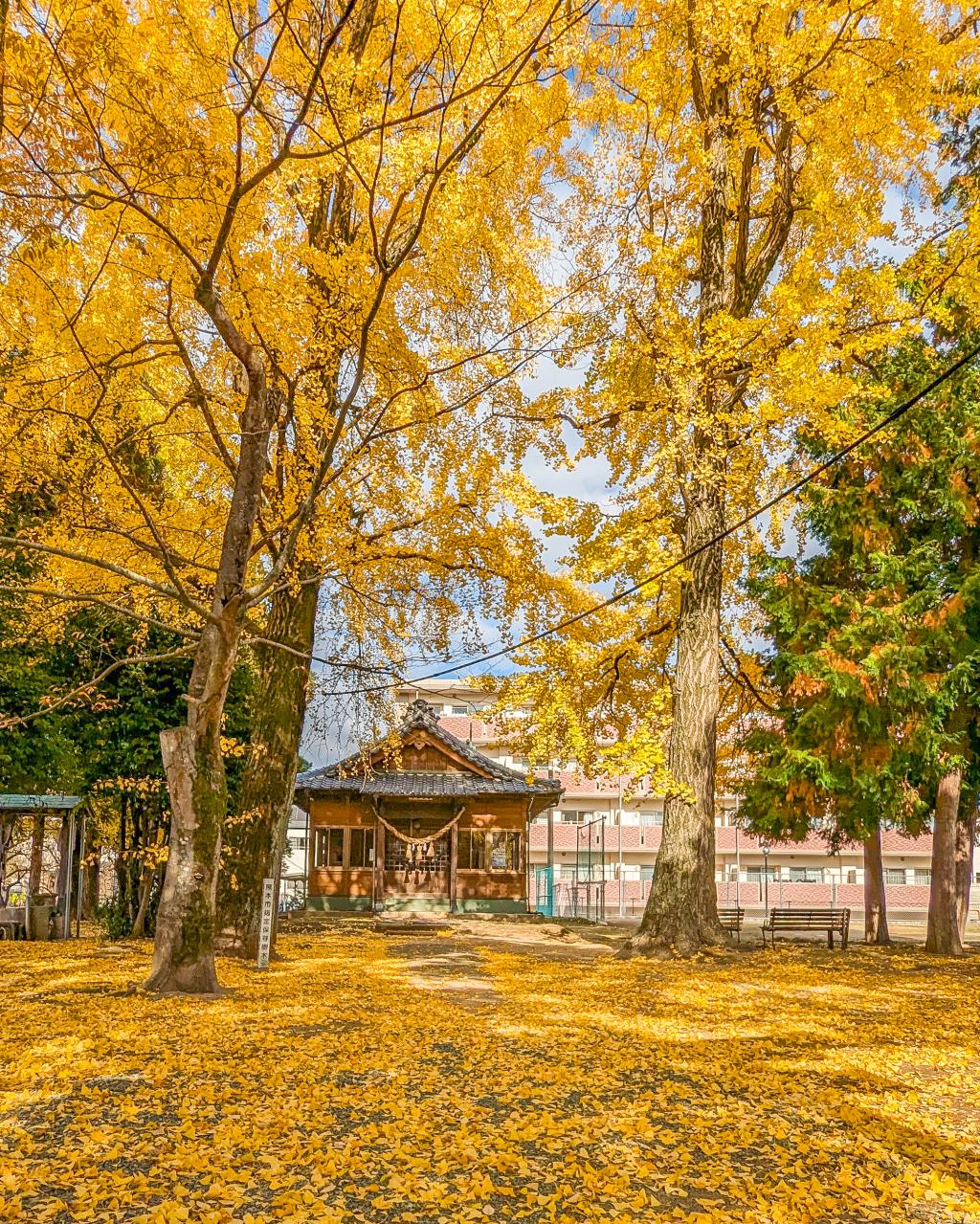 近所の紅葉探し