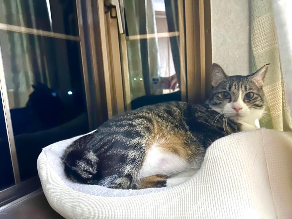 小さな幸せ🐈