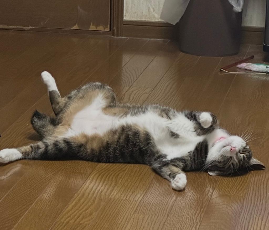 テン君の寝相😸