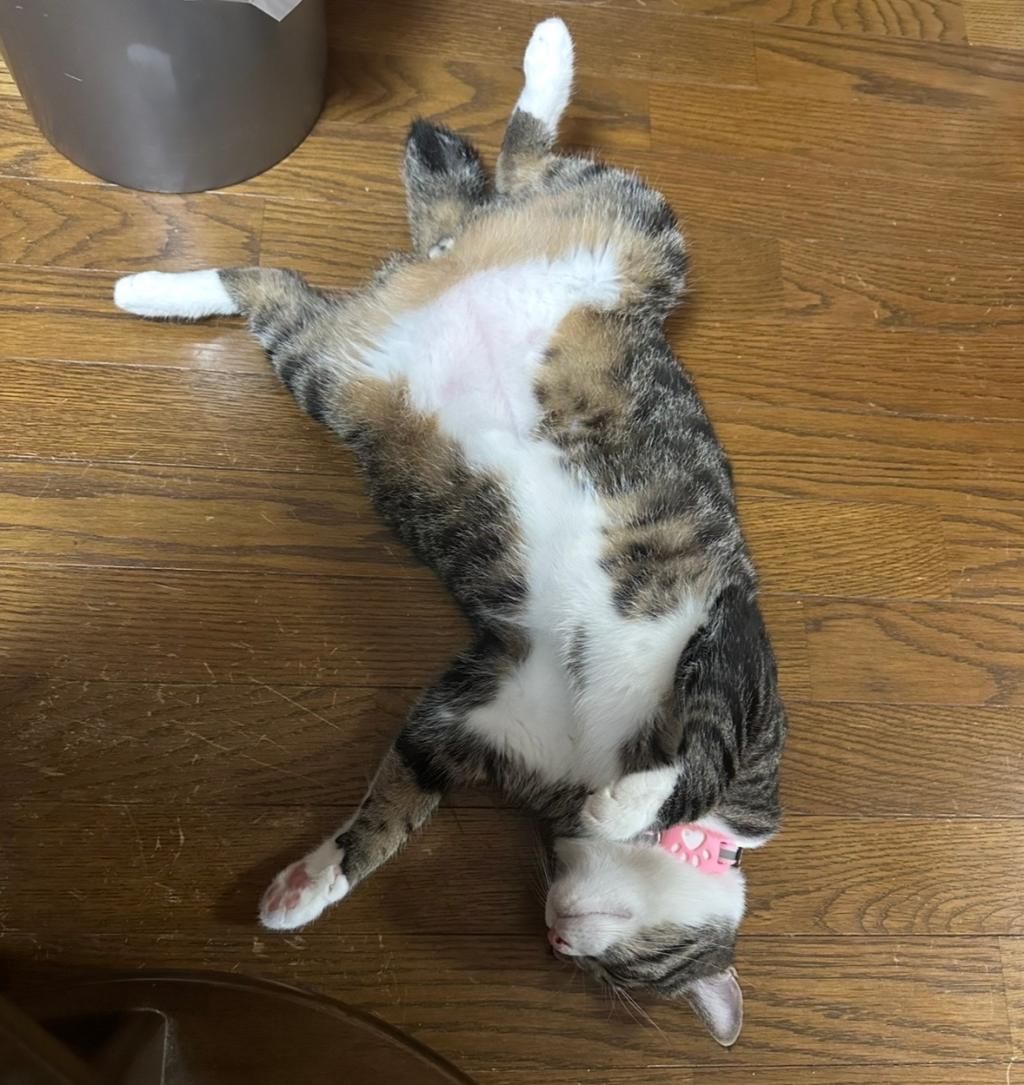 テン君の寝相😸